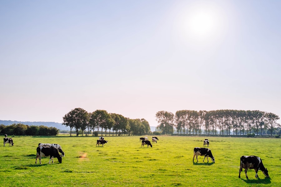 Troupeau de vaches laitières au pâturage